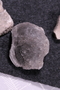 UC 299 a fossil3