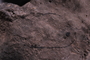 UC 303 a fossil2