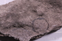 UC 303 a fossil3