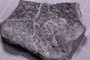 UC 39731 fossil