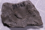 UC 39765 fossil2