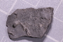 UC 39765 fossil3