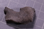 UC 48213 fossil