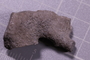 UC 48213 fossil2