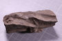 UC 51660 fossil