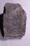 UC 51663 fossil2