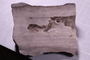 UC 51665 fossil