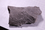 UC 51668 fossil2