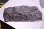 UC 51670 fossil