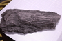 UC 51671 fossil2