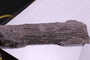 UC 51672 fossil