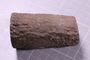 UC 51699 fossil