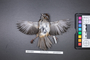 Bird PLUME Image, Coll Num S19-4321