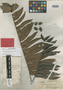 Otophora tricocca Radlk., BRITISH NORTH BORNEO [Malaysia, East Malaysia, Sabah], A. D. E. Elmer 20200, Syntype, F