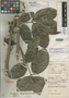 Paullinia elliptica Cuatrec., COLOMBIA, A. E. Lawrance 770, Holotype, F