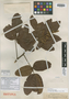 Paullinia ovalis Radlk., COLOMBIA, F. C. Lehmann 8781, Isotype, F