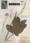 Paullinia pachycarpa Benth., R. Spruce, Isotype, F