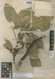 Rhysotoechia striata Radlk., PHILIPPINES, M. S. Clemens 1067, Syntype, F