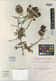 Serjania fluminensis Acev.-Rodr., P. Acevedo-Rodríguez 1424, Isotype, F