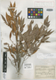 Chrysophyllum oliviforme subsp. angustifolium image