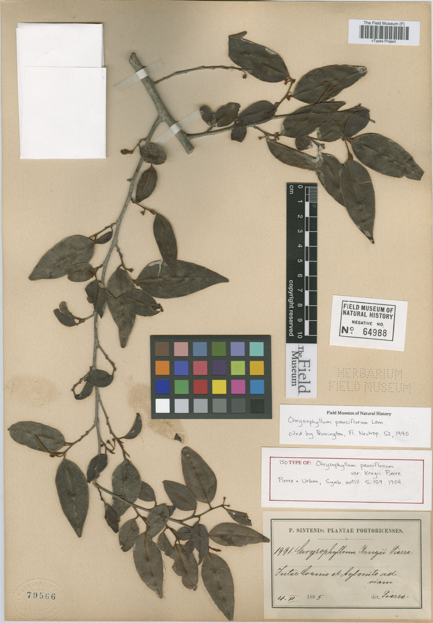 Chrysophyllum pauciflorum image
