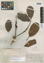 Chrysophyllum schomburgkianum A. DC., GUYANA, R. H. Schomburgk 505, Isotype, F