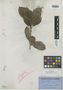 Chrysophyllum pruniferum F. Muell., AUSTRALIA, F. J. H. von Mueller, Isotype, F