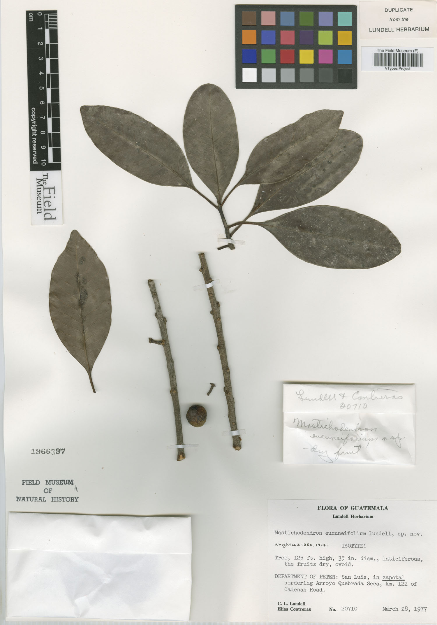 Sideroxylon eucuneifolium image