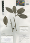 Mastichodendron eucuneifolium Lundell, GUATEMALA, C. L. Lundell 20710, Isotype, F