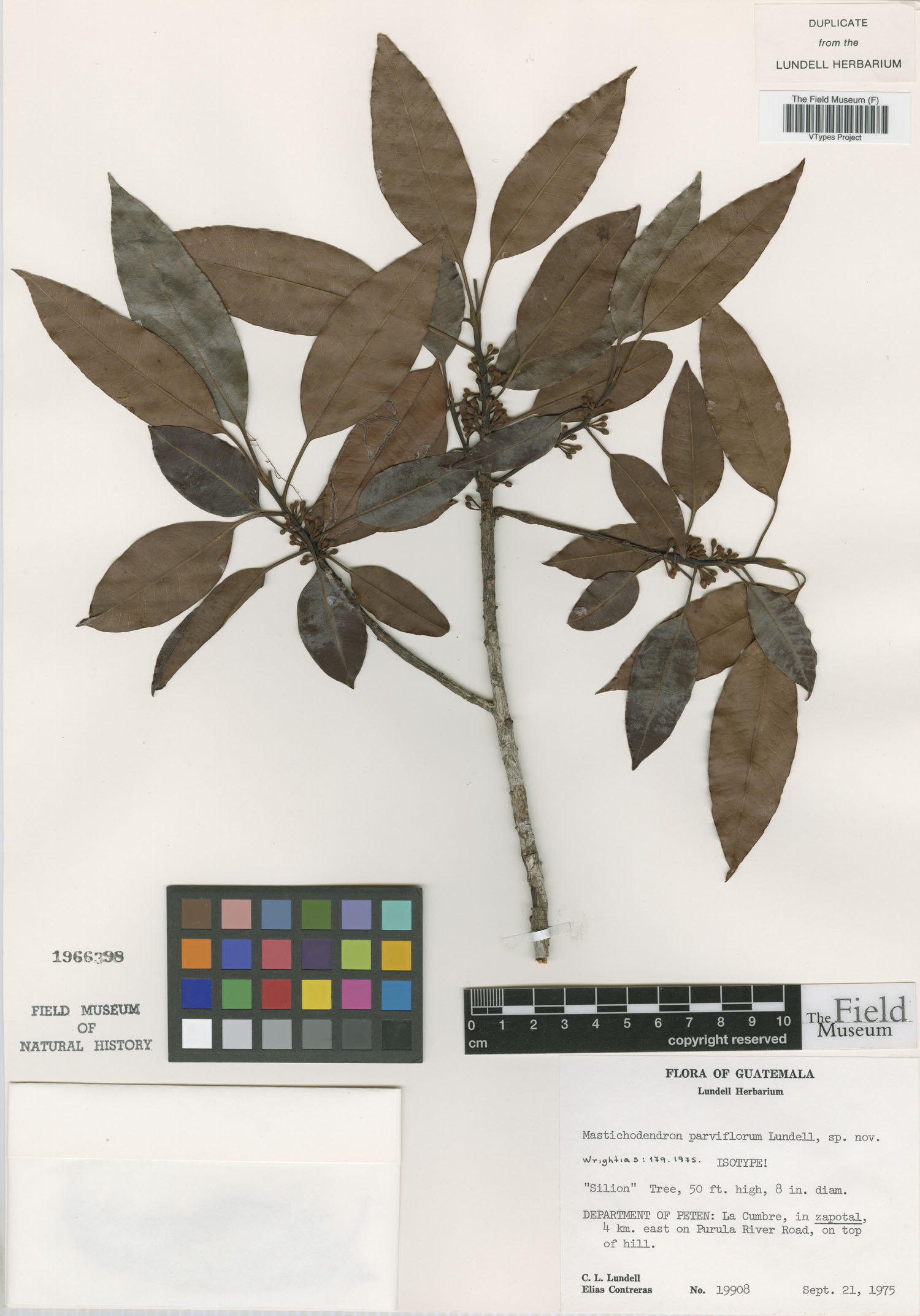 Sideroxylon hirtiantherum image