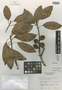 Mastichodendron tikalense Lundell, GUATEMALA, C. L. Lundell 16880, Isotype, F