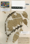 Nesoluma st.-johnianum H. J. Lam & B. Meeuse, Pitcairn Islands, H. St. John 15137, Isotype, F