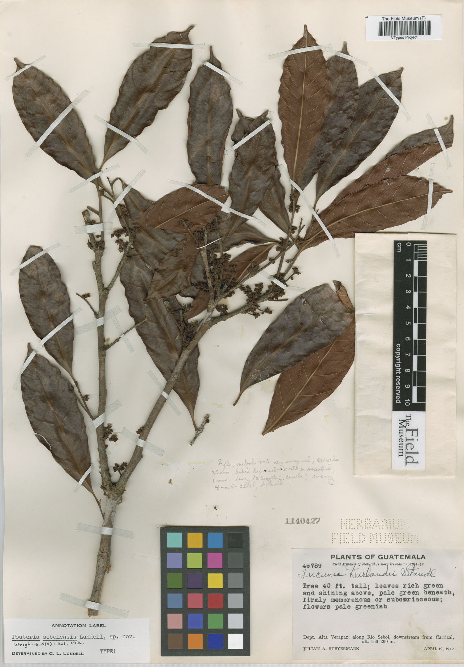 Pouteria izabalensis image