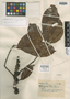 Pradosia atroviolacea Ducke, COLOMBIA, A. Ducke 1800, Isotype, F