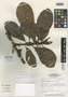 Pradosia granulosa Pires & T. D. Penn., C. R. Sperling 5923, Isotype, F