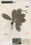 Pradosia subverticillata Ducke, A. Ducke 812, Isolectotype, F