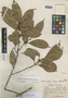 Sideroxylon meyeri Standl., MEXICO, C. L. Lundell 1345, Holotype, F