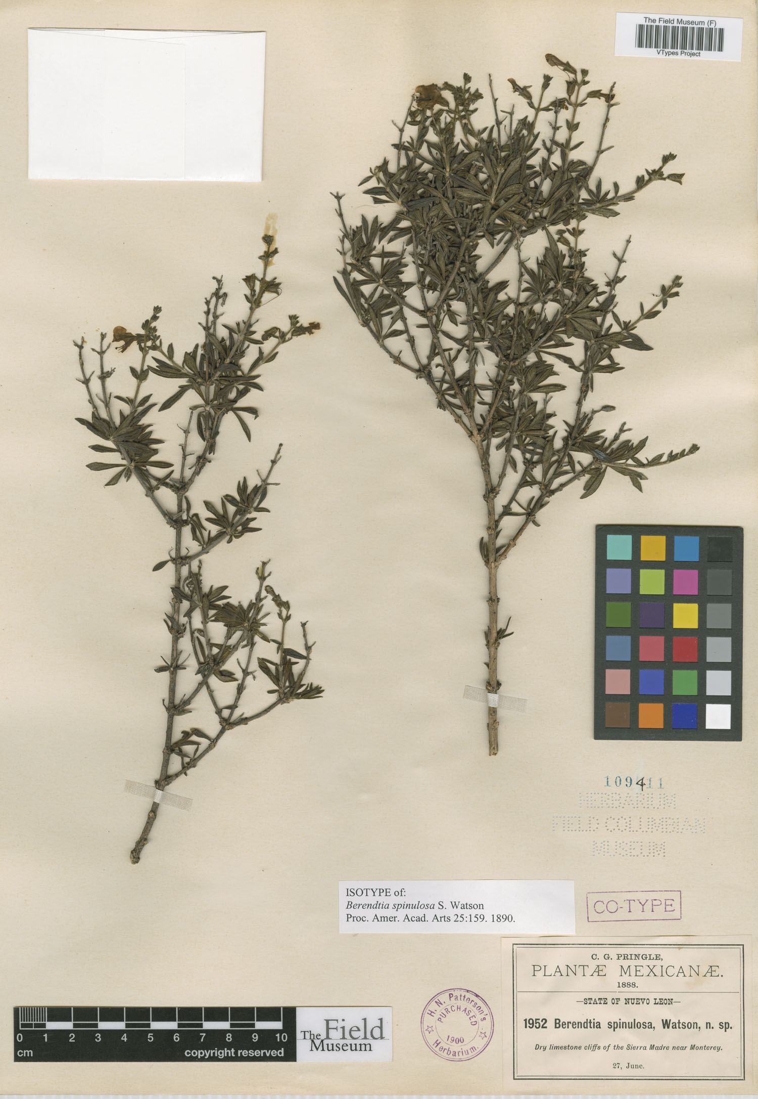 Berendtia spinulosa image