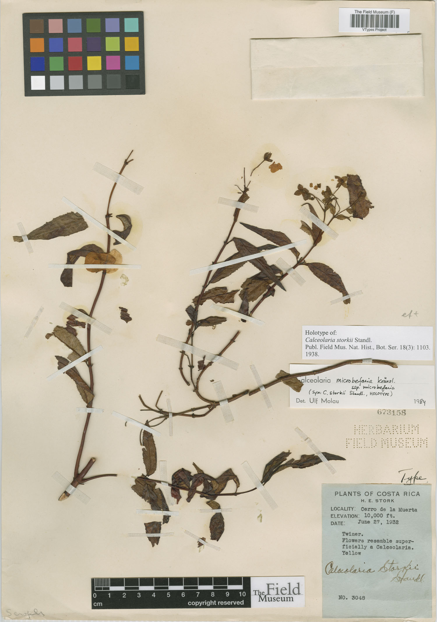 Calceolaria microbefaria subsp. microbefaria image