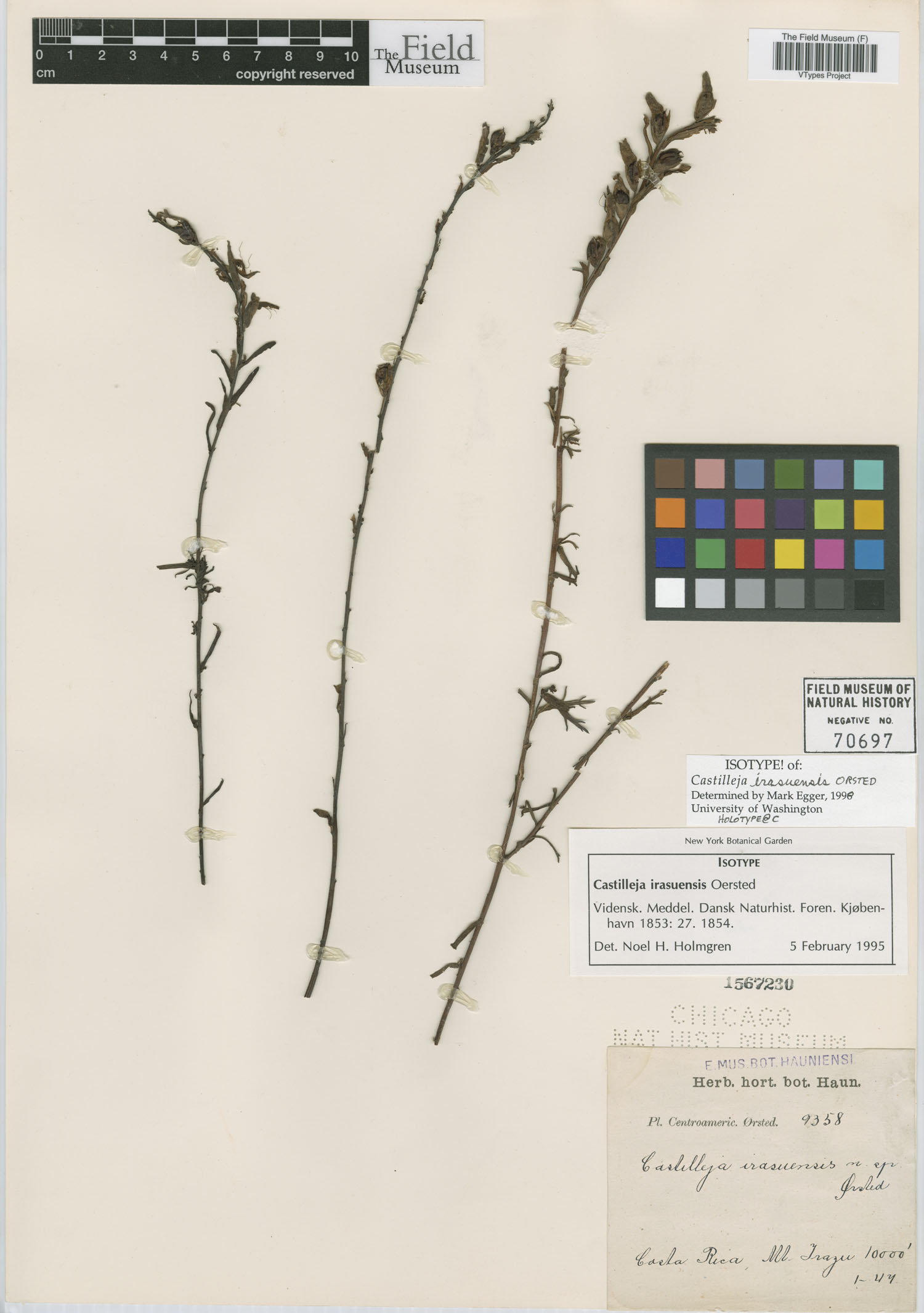 Castilleja irasuensis image
