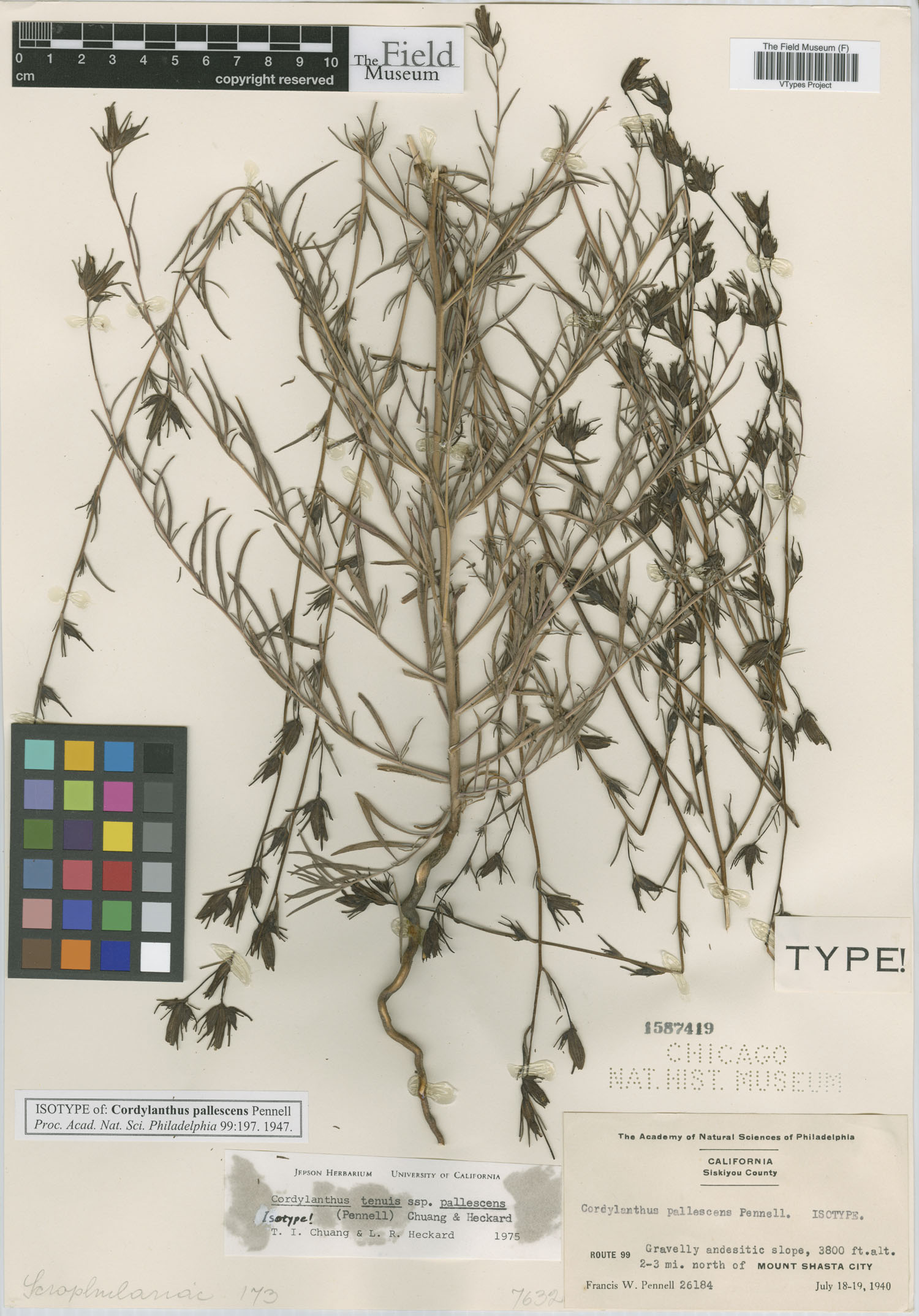 Cordylanthus pallescens image