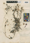 Diascia speciosa A. L. Grant, SOUTH AFRICA, A. G. L. Grant 4637, Type [status unknown], F