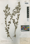 Lamourouxia brachyantha image