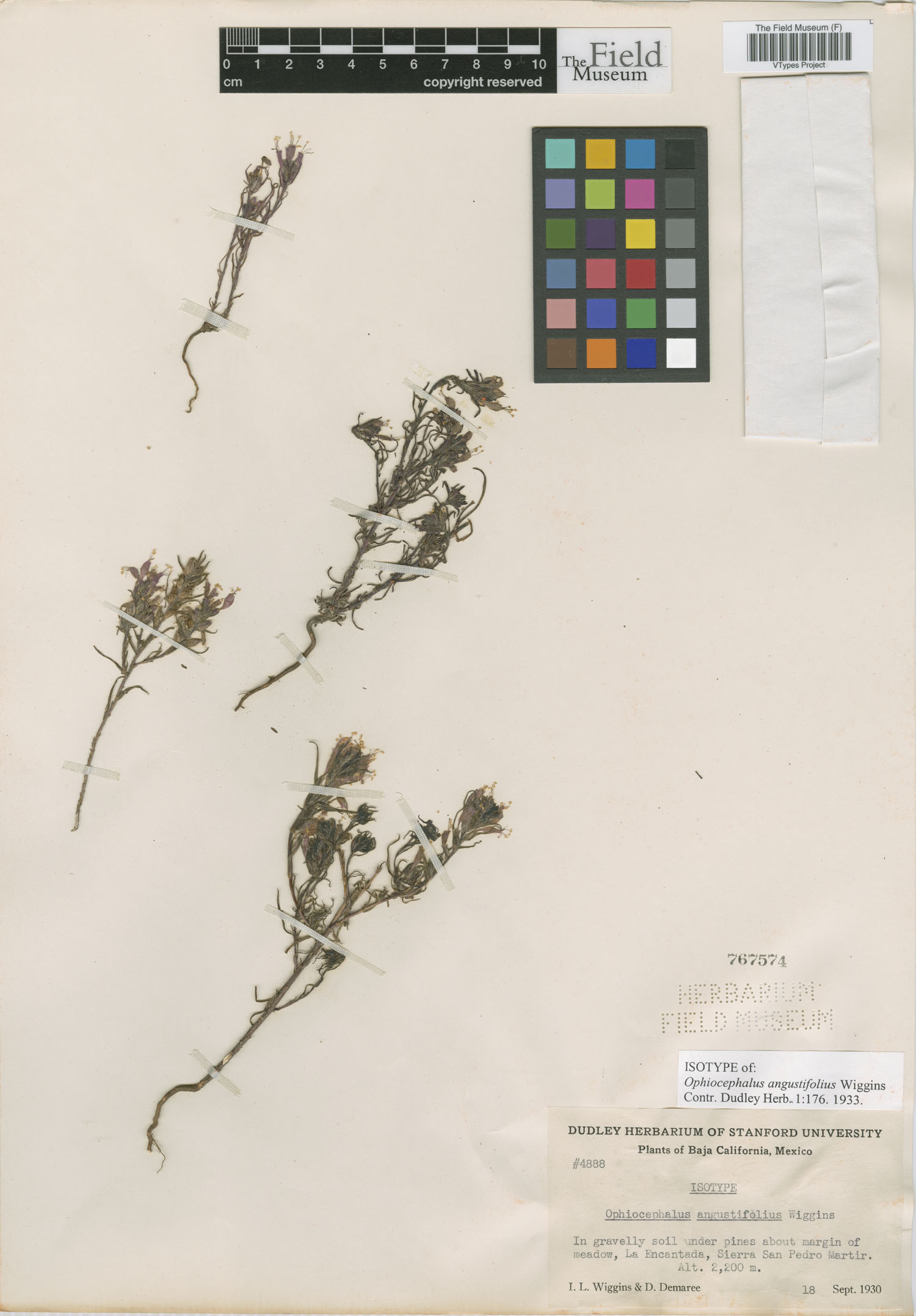 Ophiocephalus angustifolius image