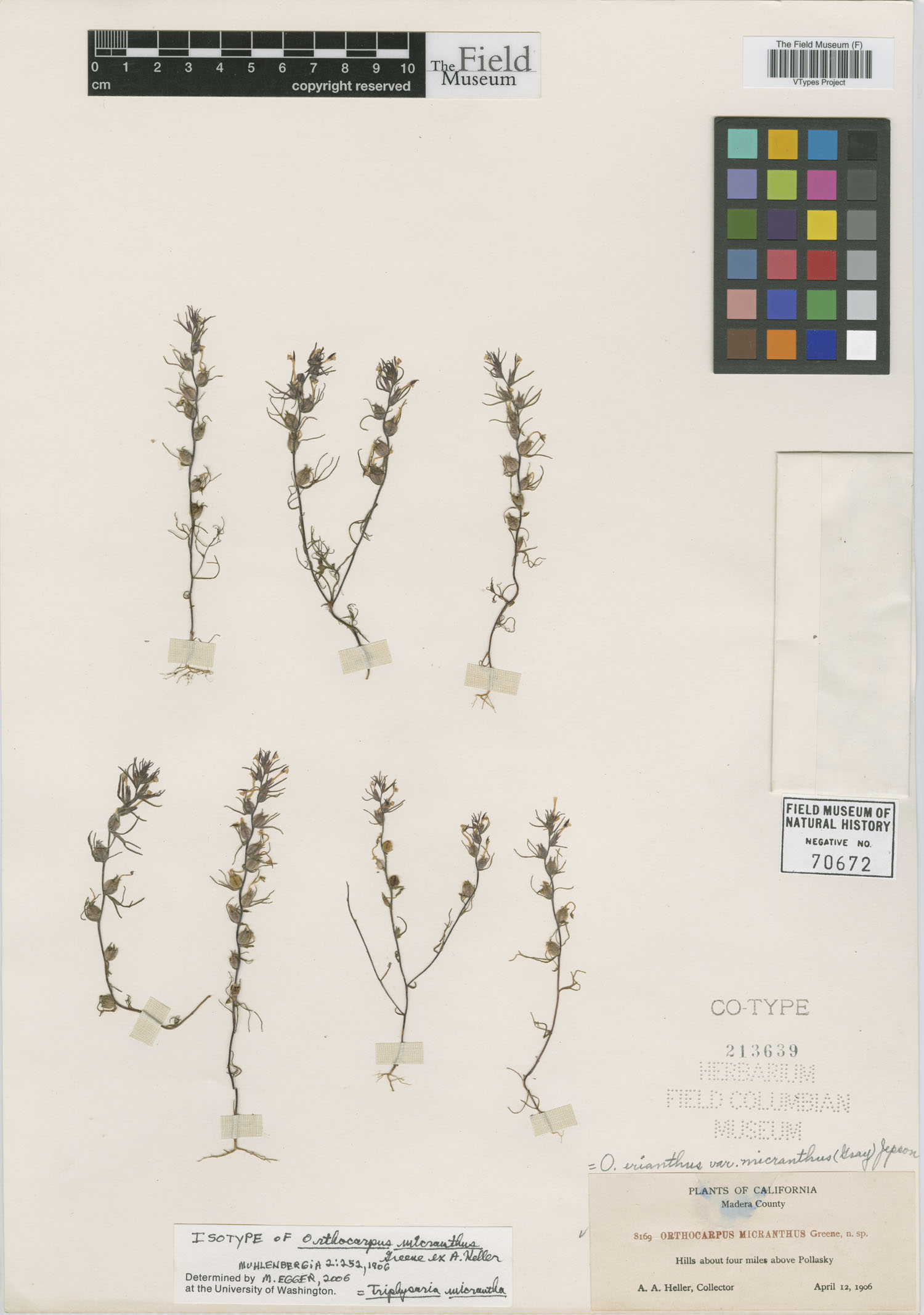 Orthocarpus micranthus image