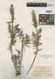 Pedicularis latifolia image