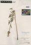 Pedicularis pachyrhiza image
