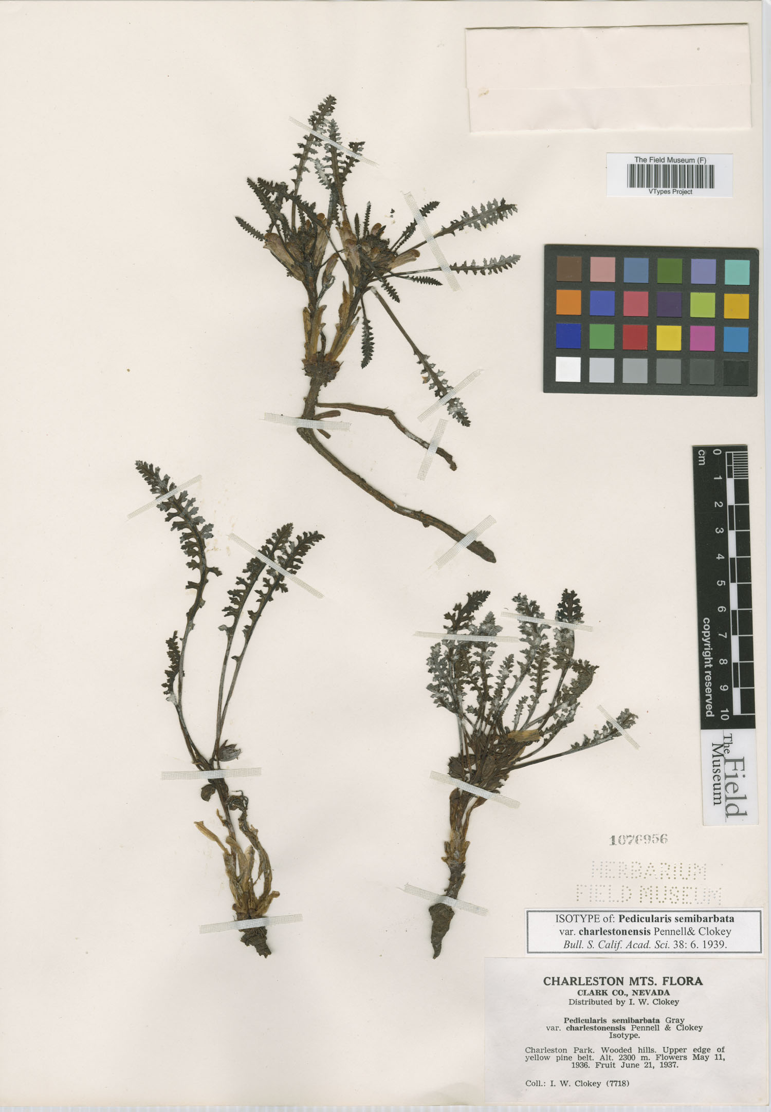 Pedicularis semibarbata var. charlestonensis image