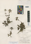 Penstemon cephalanthus image