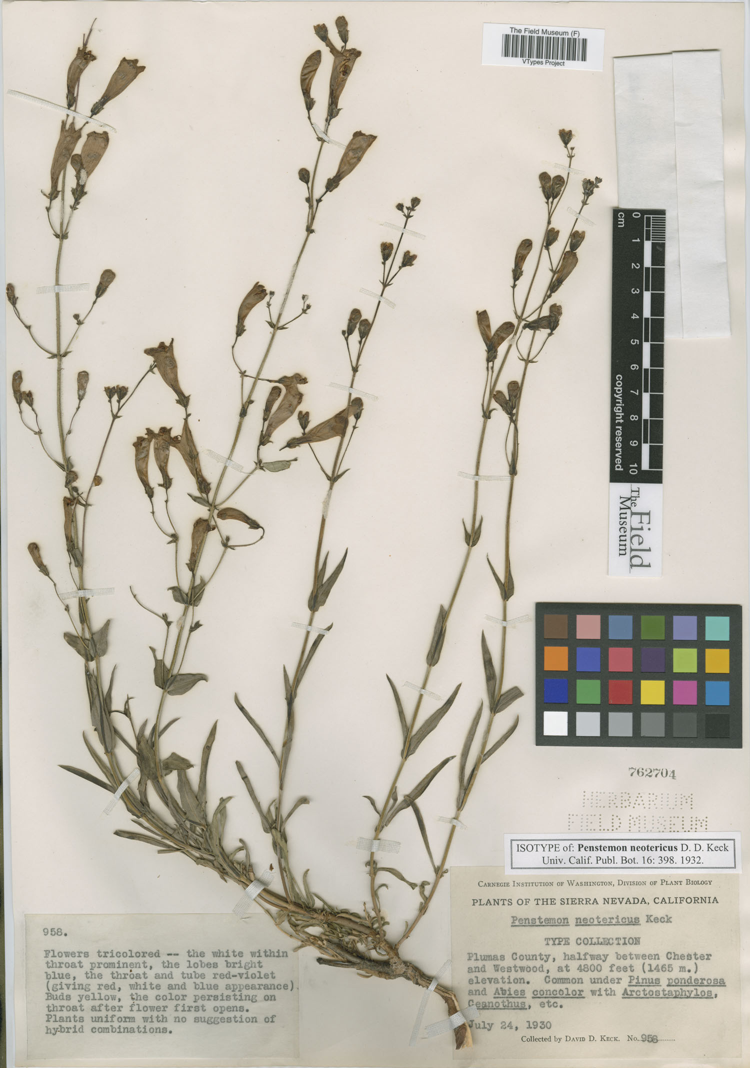 Penstemon neotericus image